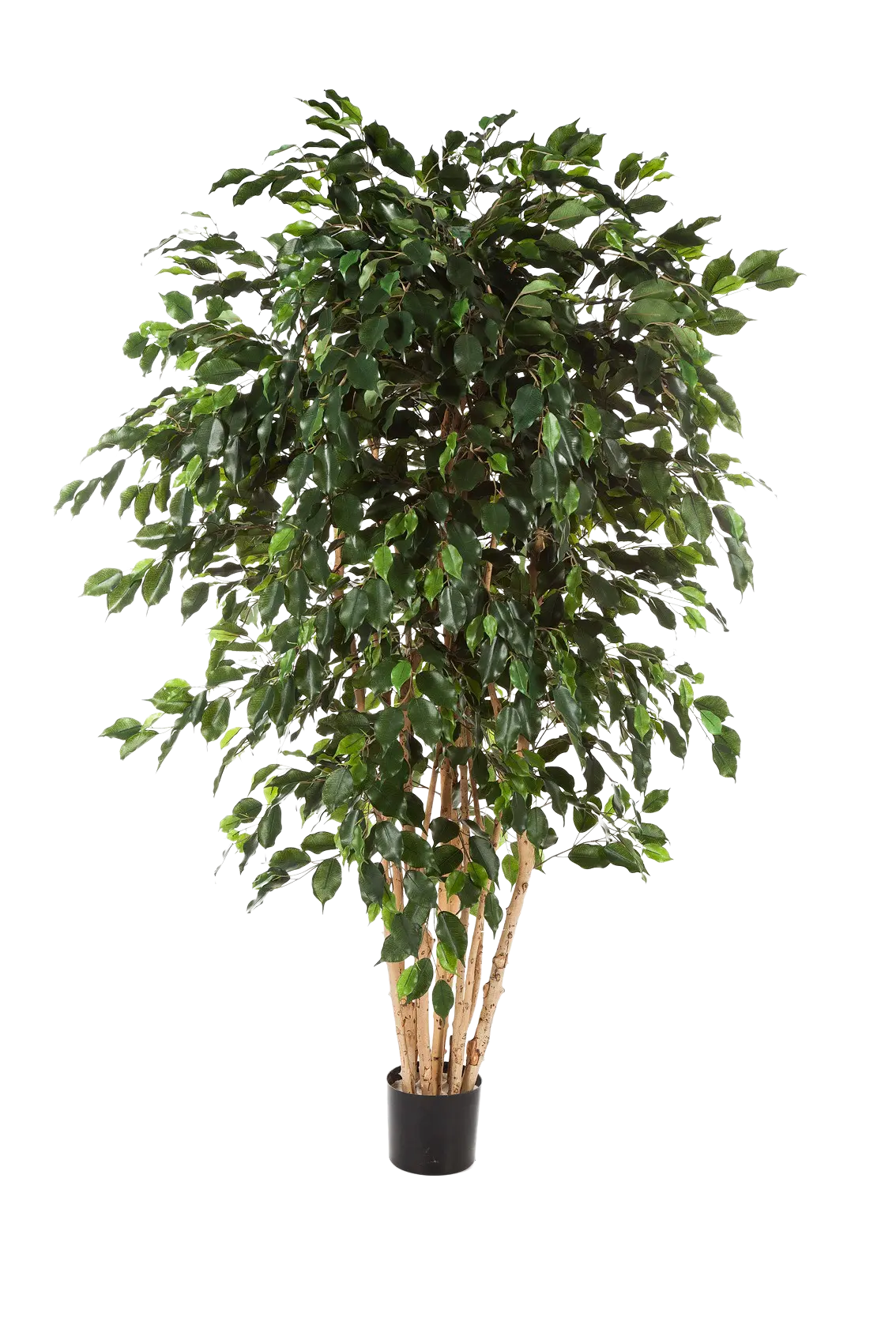Künstlicher Ficus - Joel | 180 cm