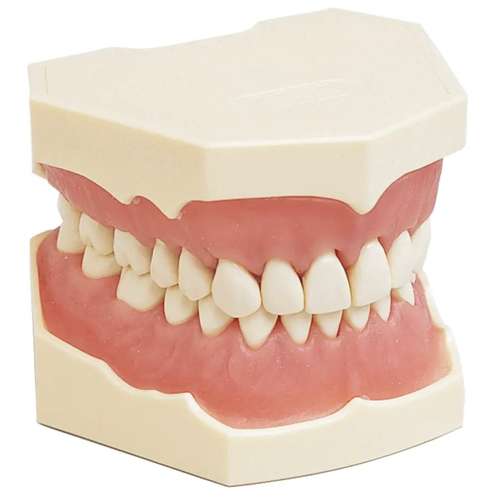 frasaco Dentalhygiene-Modell - Stück OK + UK, Zahnfleischauflagen, Zähne, AG-3 H