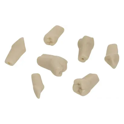 frasaco Gnathologe Modellzähne - Satz 32 Stück inklusive Schrauben