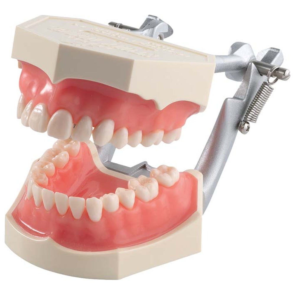 Morita Funktionsmodell mit anatomischen Zähnen i2D-400C - Stück