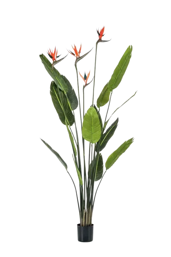 Künstliche Strelitzia - Christian | 150 cm