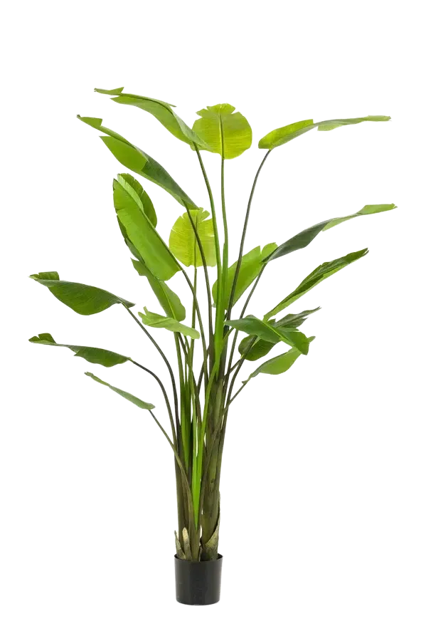 Künstliche Strelitzia - Colin | 235 cm