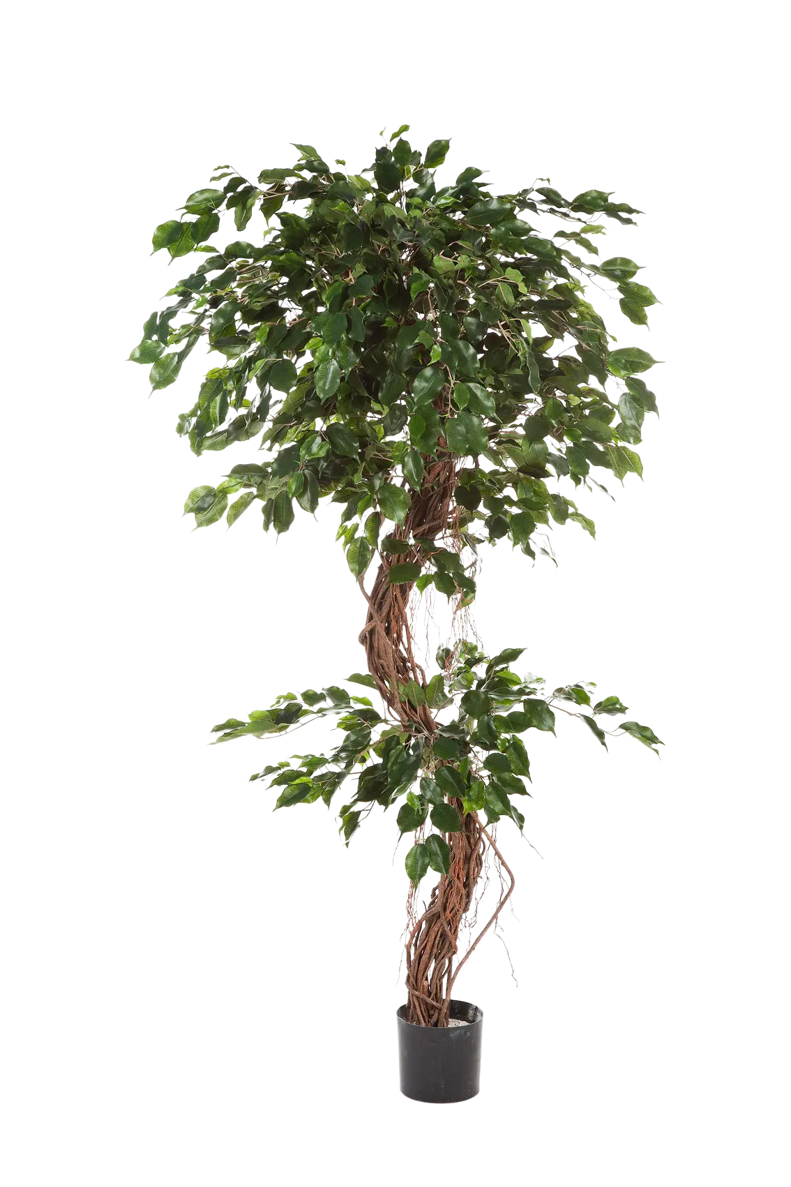Künstlicher Ficus - Joshua | 180 cm