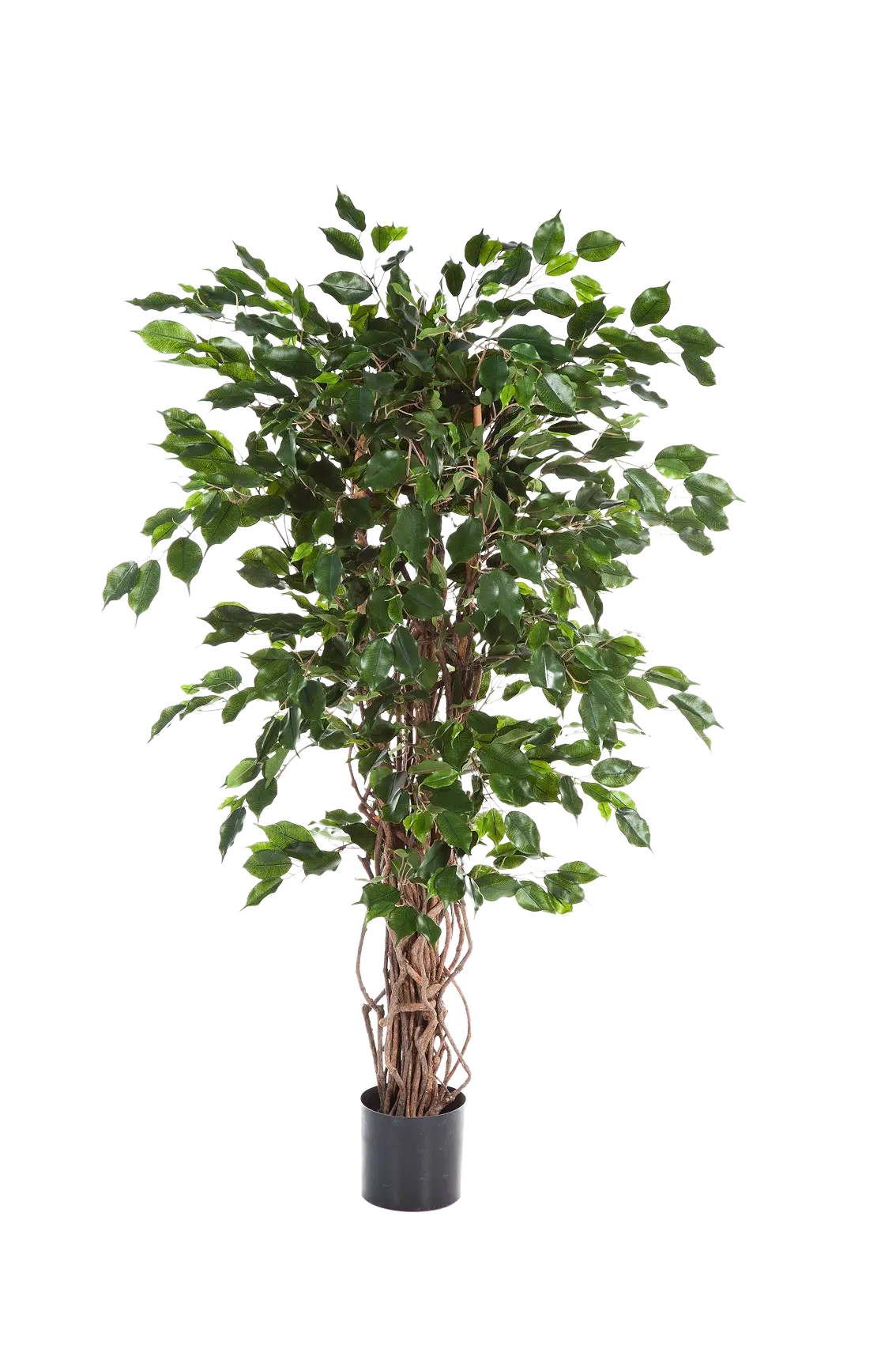 Künstlicher Ficus - Jasmin | 210 cm