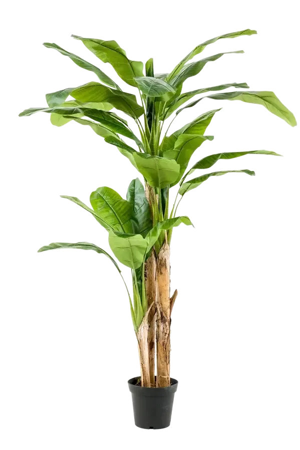 Künstlicher Bananenbaum - Can | 210 cm